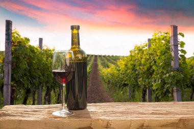 Chianti, Toskana, İtalya 'da üzüm bağında beyaz şarap