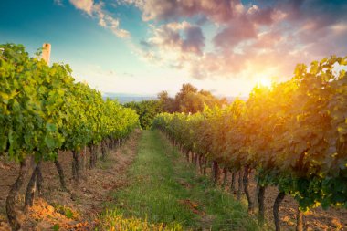 Yeşil Toskana 'nın bahar manzarası ve masa yeri dokusu