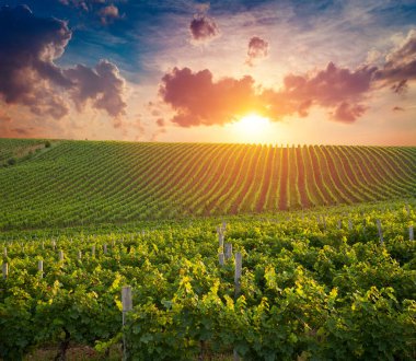 Yeşil Toskana 'nın bahar manzarası ve masa yeri dokusu