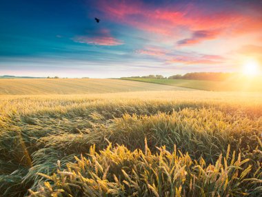 Sarı buğday tarlasının üzerinde ahşap zemin güzel günbatımı bulutlu arka plan