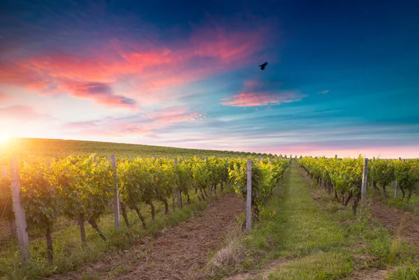 Paisagem Primavera Toscana Verde Textura Lugar Mesa — Fotografia de Stock