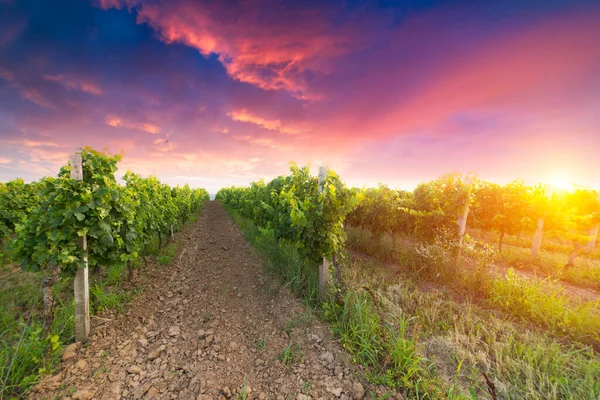 Chianti Αμπελώνα Τοπίο Στην Τοσκάνη Ιταλία Τομέα — Φωτογραφία Αρχείου