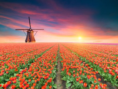 Hollanda 'nın geleneksel yel değirmeni ve laleleri ile Hollanda manzarası