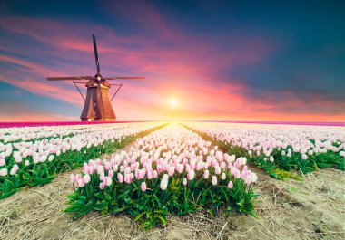 Hollanda 'nın geleneksel yel değirmeni ve laleleri ile Hollanda manzarası