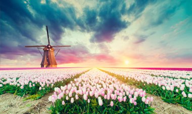 Hollanda 'nın geleneksel yel değirmeni ve laleleri ile Hollanda manzarası