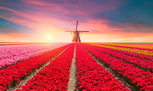 traditional Netherlands Holland dutch scenery with one typical windmill and tulips, Netherlands countryside