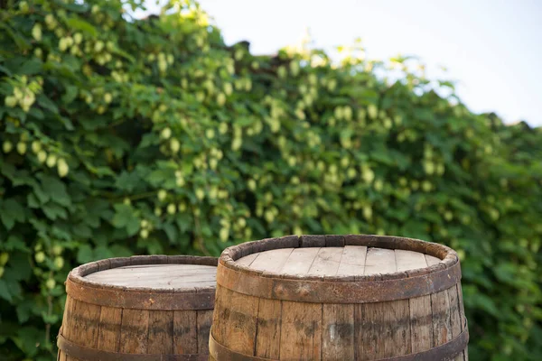 Still life with a keg of beer and hops. — Stock Photo, Image