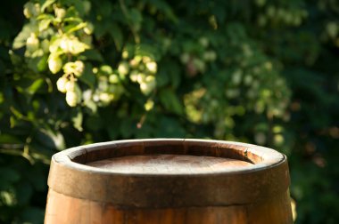 Bira demleme malzemeleri poşete atlayın ve tahtadan yapılmış eski masa üzerinde buğday kulakları. Bira fabrikası konsepti. Sıçrama konileri ve buğday yakın çekim. Bağbozumu arka planında bir çuval sıçrama ve bir demet buğday.