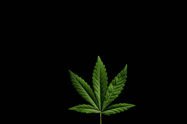 Folha de cannabis verde no fundo escuro — Fotografia de Stock