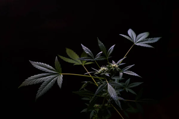 Esmer arka planda güzel kenevir çalıları