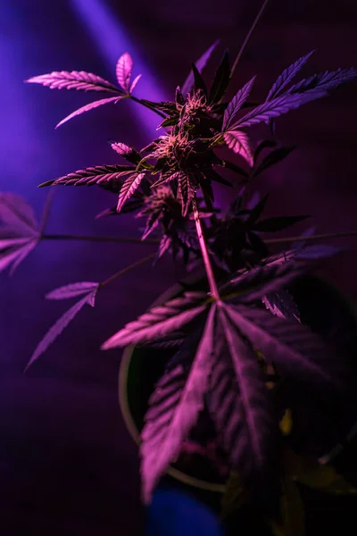 Cespuglio di cannabis nel colore viola acido Immagine Stock