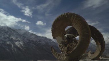 Kafatası, Argali 'nin bir dağ koyununun boynuzlarıyla Pamir dağlarının arka planında