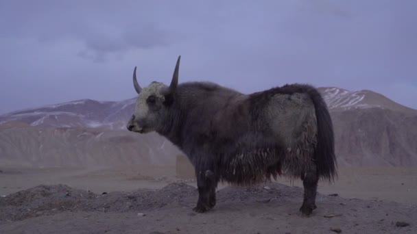パミール山脈の背景に牛ヤク — ストック動画