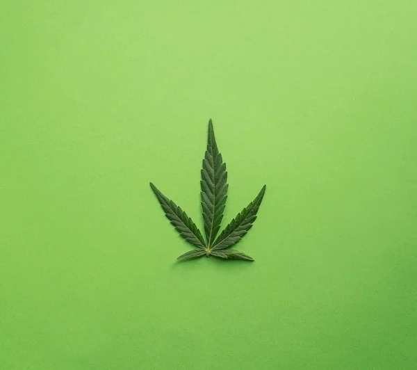 Foglia di cannabis verde su sfondo verde Foto Stock