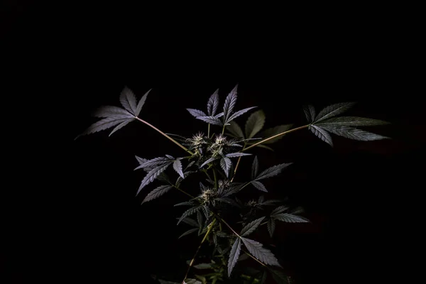 Bellissimo cespuglio di cannabis su uno sfondo scuro Immagini Stock Royalty Free