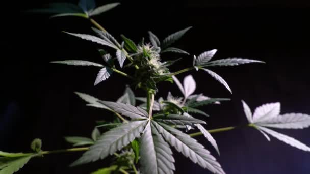 Marihuana-Cannabis-Busch in schöner Beleuchtung in Bewegung — Stockvideo