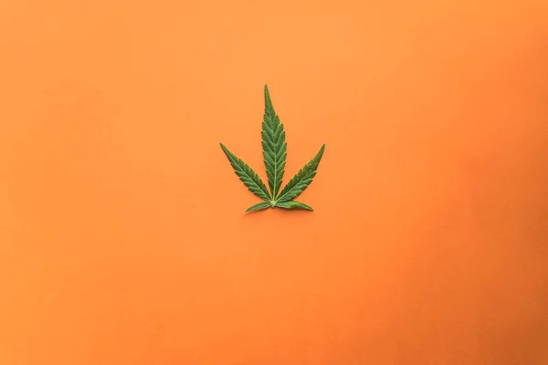 Turuncu arka planda yeşil kenevir yaprağı