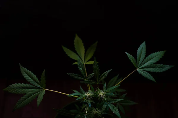 Mooie cannabis bush op een donkere achtergrond — Stockfoto