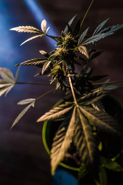 Marihuana kenevir çalısı güzel ışıklandırmada