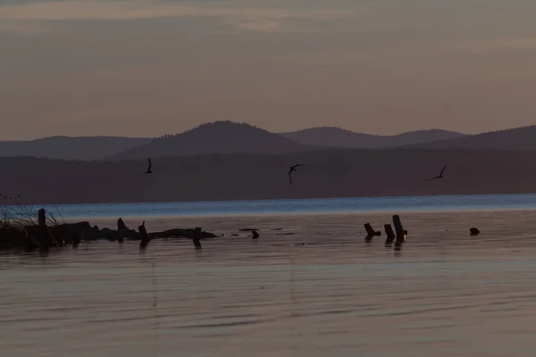 Gün batımında bir dağ gölünün üzerinde martılar
