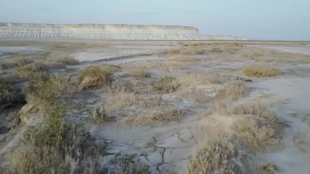 Сончак у пустелі на півострові Манґіслак (Казахстан). — стокове відео