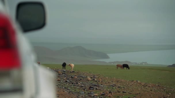 Uma manada de vacas pastam em uma área montanhosa no lago na Mongólia — Vídeo de Stock