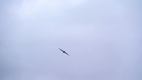 Птичий полет в небе над горами Монголии — стоковое видео