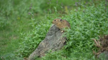 Yeşil çimenlikteki doğal yaşam alanında küçük bir fare