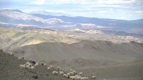 Ένα κοπάδι πρόβατα βόσκει σε μια βραχώδη πλαγιά στα βουνά της Μογγολίας — Αρχείο Βίντεο