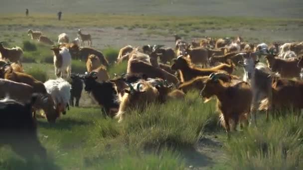 Uma manada de cabras pastam no fundo das montanhas da Mongólia — Vídeo de Stock