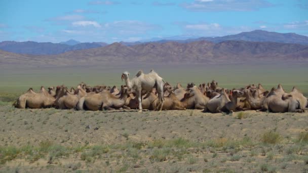 İki hörgüçlü deve sürüsü Moğolistan dağlarının arka planında uzanır. — Stok video