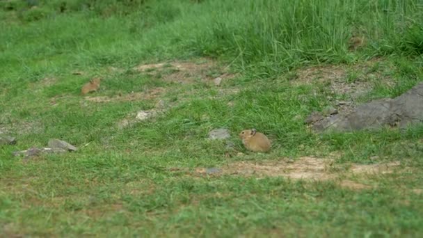 Pequeno rato em um habitat natural na grama verde — Vídeo de Stock
