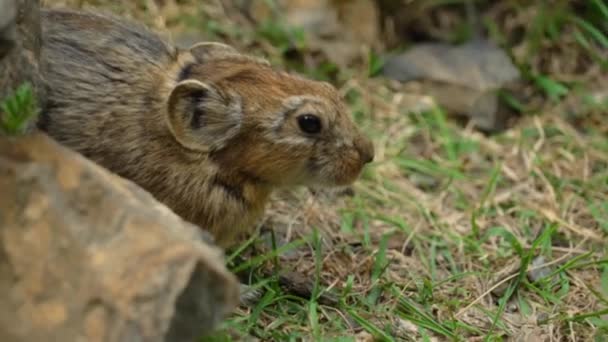 Liten mus i en naturlig livsmiljö i grönt gräs — Stockvideo