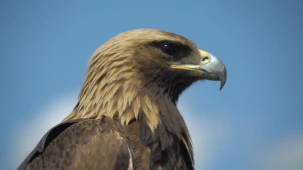 Eagle close up — Stock Video