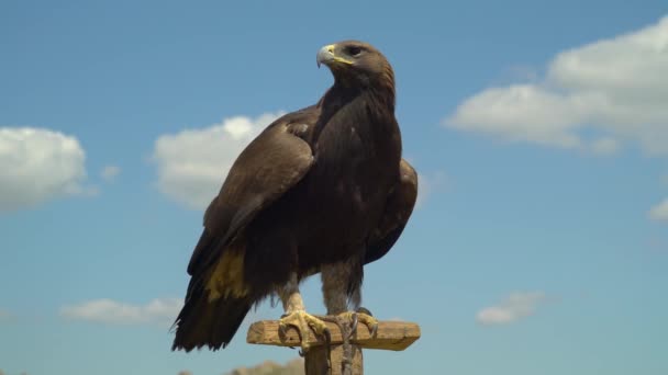 Adelaar zit op een paal op een valkerij — Stockvideo