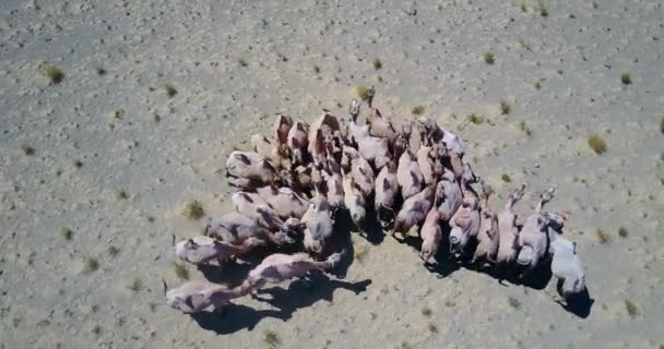 Una manada de camellos bactrianos en el desierto en Mongolia vista superior — Vídeo de stock