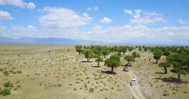 Carros dirigindo ao longo de um deserto através de árvores na Mongólia — Vídeo de Stock