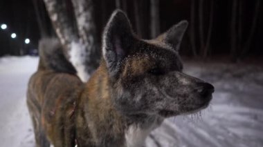 Akita Inu köpeği, kaplan rengi, geceleri parkta kar üzerinde.