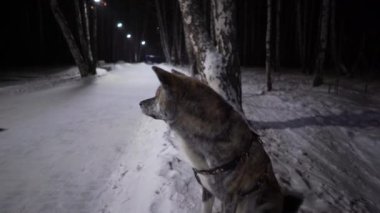 Köpek akita inu, kaplan rengi, geceleri parktaki kar üzerinde kar üzerindeki şortlu sporcuya bakar.