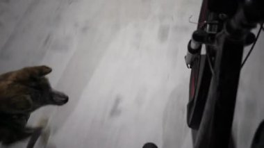 Köpek gece yarısı motosikletin yanında koşar.