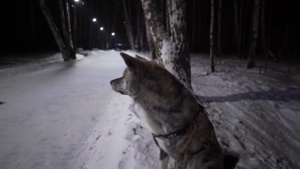 Pies akita inu, kolor tygrysa, w nocy na śniegu w parku patrzy na sportowca w parku w szortach na śniegu — Wideo stockowe