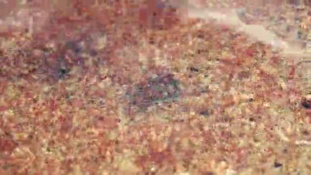 Schaaldieren Artemia Solina onder water bovenaanzicht — Stockvideo
