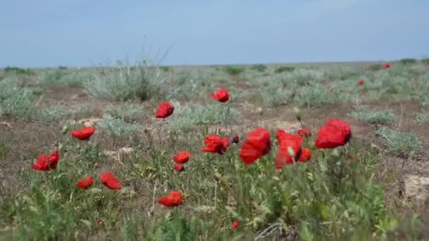 Mobil yang melewati latar belakang bunga poppy merah tumbuh di alam liar di stepa Kazakhstan — Stok Video