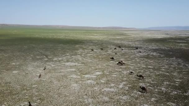 Camellos caminando por el desierto en Kazajstán — Vídeos de Stock