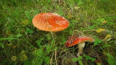 Mantar kırmızısı sinek agarik Amanita muscaria ormandaki çimlerde doğal ortamda