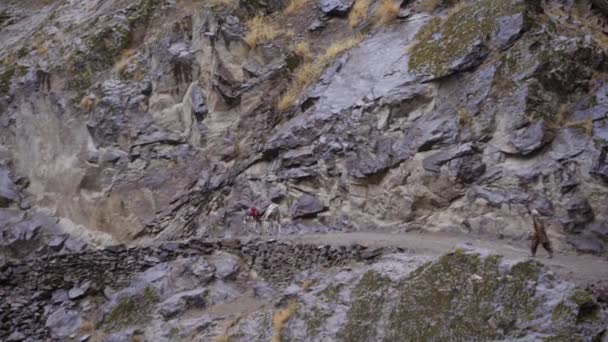 An Afghan with a donkey loaded with luggage are walking along a mountain road along the border — Stock Video