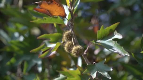 Branche de platane, feuilles et graines — Video