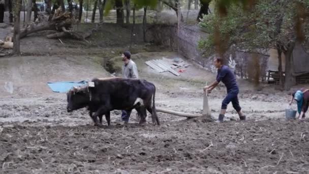 Les fermiers des Pamirs cultivent la terre avec des taureaux — Video