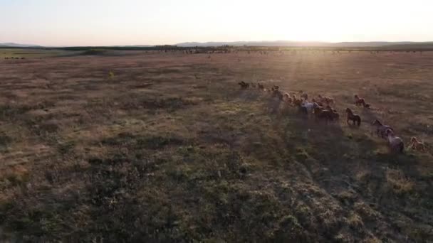 Wild Horses Running. Troupeau de chevaux courant sur les steppes dans la montagne de fond. Coucher de soleil. — Video