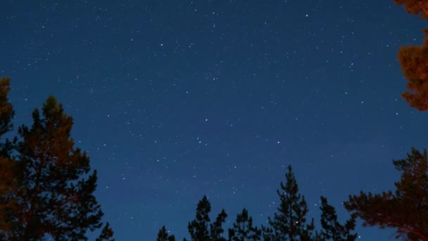 Timelapse del cielo estrellado a través de los árboles en el bosque. centelleante luz de fuego en los árboles — Vídeos de Stock